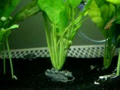 Killifish