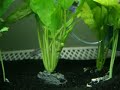 Killifish Killifish