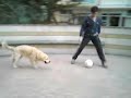 Dino the Golden Retriever - Play with Me