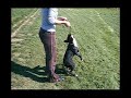 American   Staffordshire   Terrier  Mira