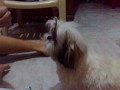 Our Shih Tzu do some of her tricks