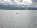 Whale Watching Husavik