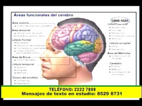 El cerebro es el gran órgano sexual