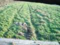 282,grass,leyland