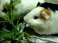 My Guinea-pigs ate the Christmas Tree.