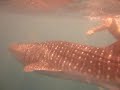 Swimming With Whale Shark In Maldives