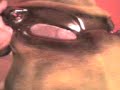 casco-depredador.html