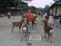 Renne affamate, a Nara