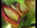 These are some of my Nepenthes outside.