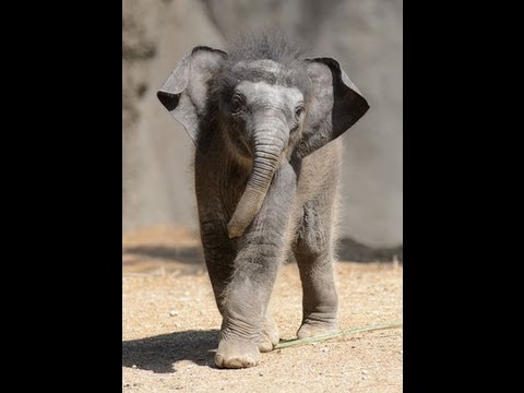 Baby Asian elephant