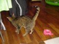 moi vouloir etre chat