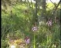 Orchis purpurea Hudson