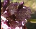 Orchis purpurea Hudson