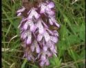 Orchis purpurea Hudson