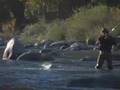 AEG Media - Rogue River
