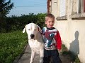 dogue argentin Tyson dogue argentin Tyson