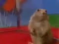 Drama Prairie Dog On Drugs