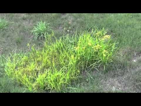 how to control purple nutsedge