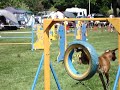 concours agility erstein  11.05.08