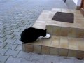 Urlaub auf dem Bauernhof.wmv