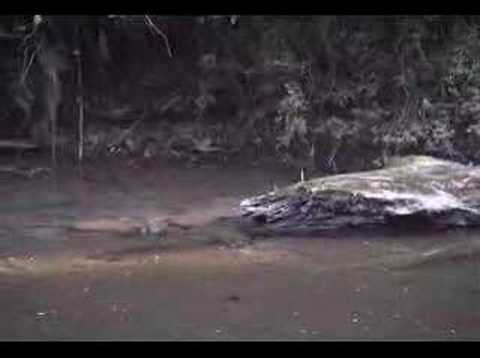 Platypus Hunting For Food