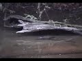 Platypus Hunting For Food Platypus Hunting For Food