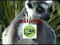 Cute ringtailed lemur eating Cute ringtailed lemur eating