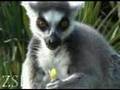 Cute ringtailed lemur eating