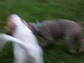 AKC English Setter Puppies