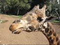 Giraffe Feeding (part 1) Giraffe Feeding (part 1)