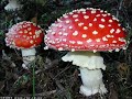Infected Mushroom - Devil