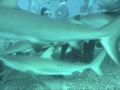 Shark Diving in Bahamas!