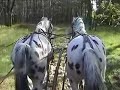 Wagon Trip (fast motion)