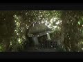 Ivy Privy