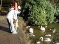 videos de Feeding The Birkacre Ducks