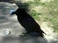 knife fight with a raven