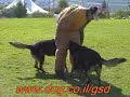German Shepherd bite work 2 dogs from Lev Praee Israel German Shepherd bite work 2 dogs from Lev Praee Israel