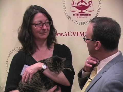 how to treat squamous cell carcinoma in cats