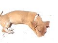 Mini Daschund digging holes on beach