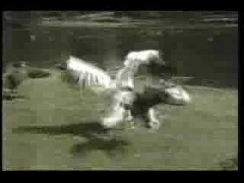 Watch 'Pelican eats whole live duck'