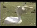 Pelican Eats Duck! Pelican Eats Duck!