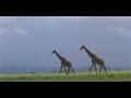 tanzania