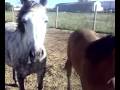 mis caballos chula y luna
