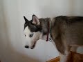 Kaiser Bowowowowow
