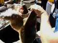 Giant snapping turtle gets a crittercam