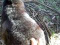 videos de Itchy Thora