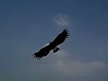 Revolution kite---Eagle
