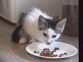 badass-bogart-the-cat-attacks-stepsister.html