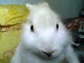 Click here to watch this video My Cute Crazy Bunny