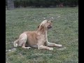 Perros Bailando el Chiki Chiki